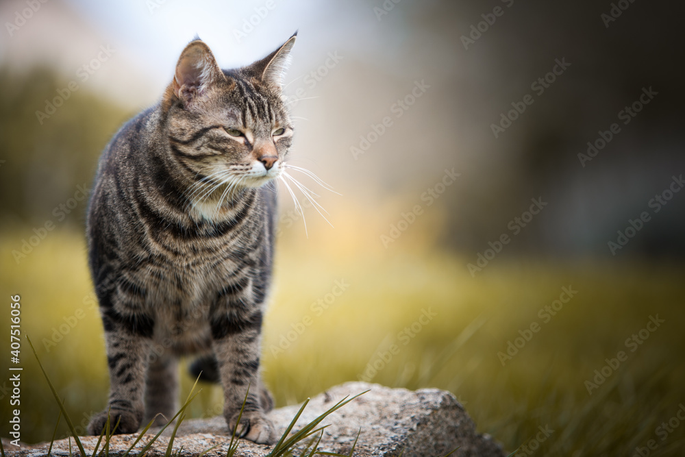 Chat qui plisse les yeux Chat qui plisse les yeux