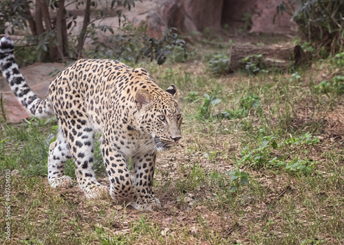 Persian leopard, Panthera pardus saxicolor photo