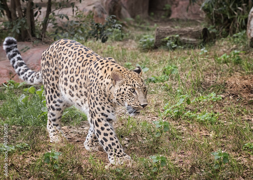 Persian leopard Photo photo
