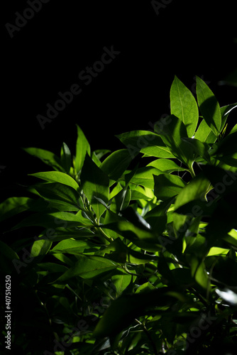 Light source shining through the green leaves of a bush plant