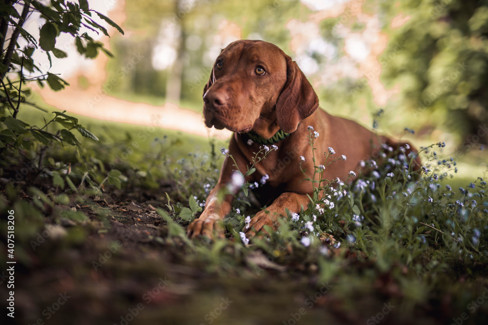 Magyar Vizsla beim spaziergen gehen im Park. Magyar Vizsla beim spaziergen gehen im Park.