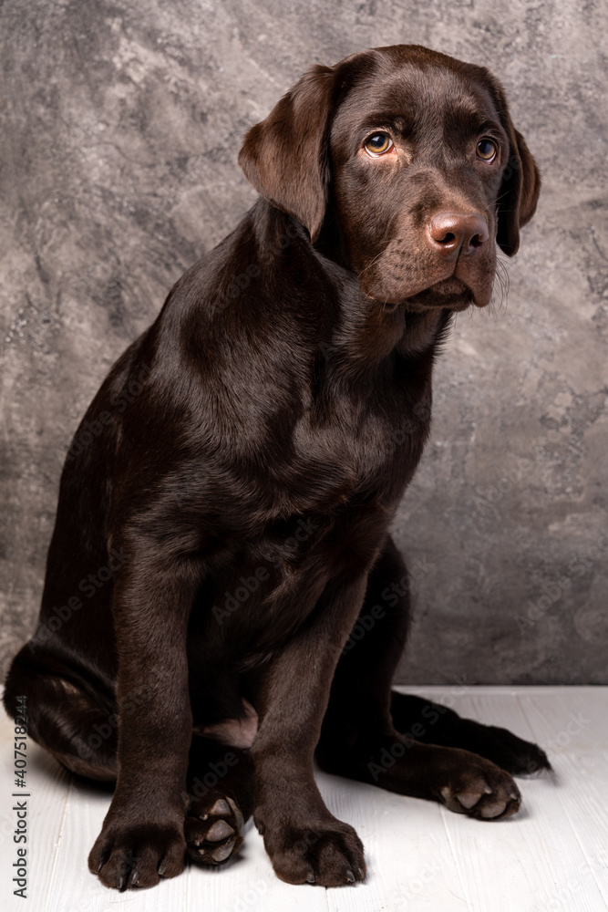 Brown labrador, studio photo of puppy dog Brown labrador, studio photo of puppy dog