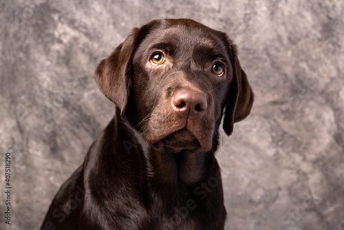 Brown labrador, studio photo of puppy dog