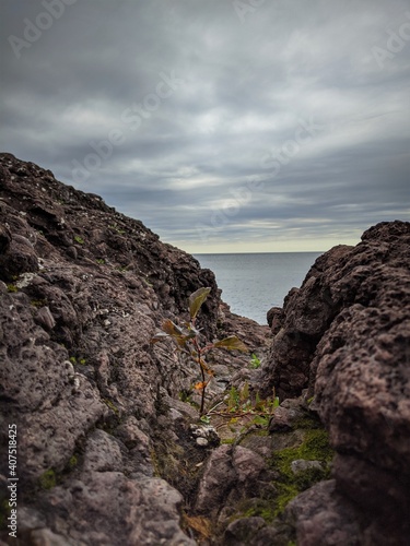 plant growing from the rocky shore