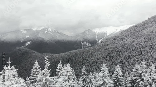 Wallpaper Mural Drone flying backwards above pine forest covered in snow. Aerial view of mountain valley after a heavy snowfall Torontodigital.ca