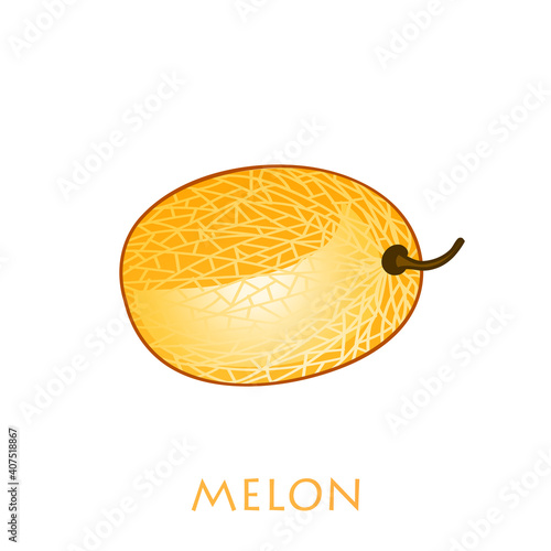 Fresh whole melon fruit isolated on white background. Honeydew melon. Summer fruits for healthy lifestyle. Organic fruit. Cartoon style.