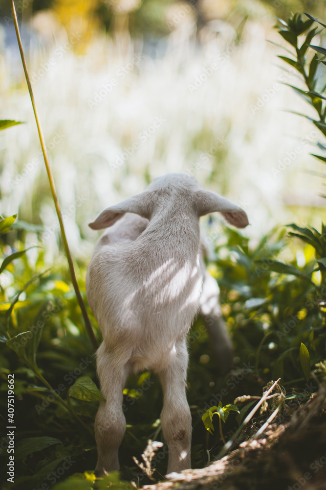 Cute young white goatling in a garden Cute young white goatling in a garden
