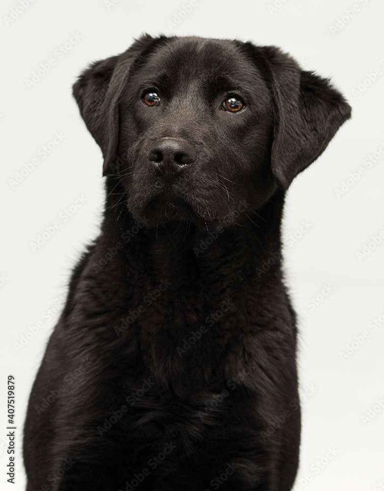 black labrador puppy looking on a gray background black labrador puppy looking on a gray background