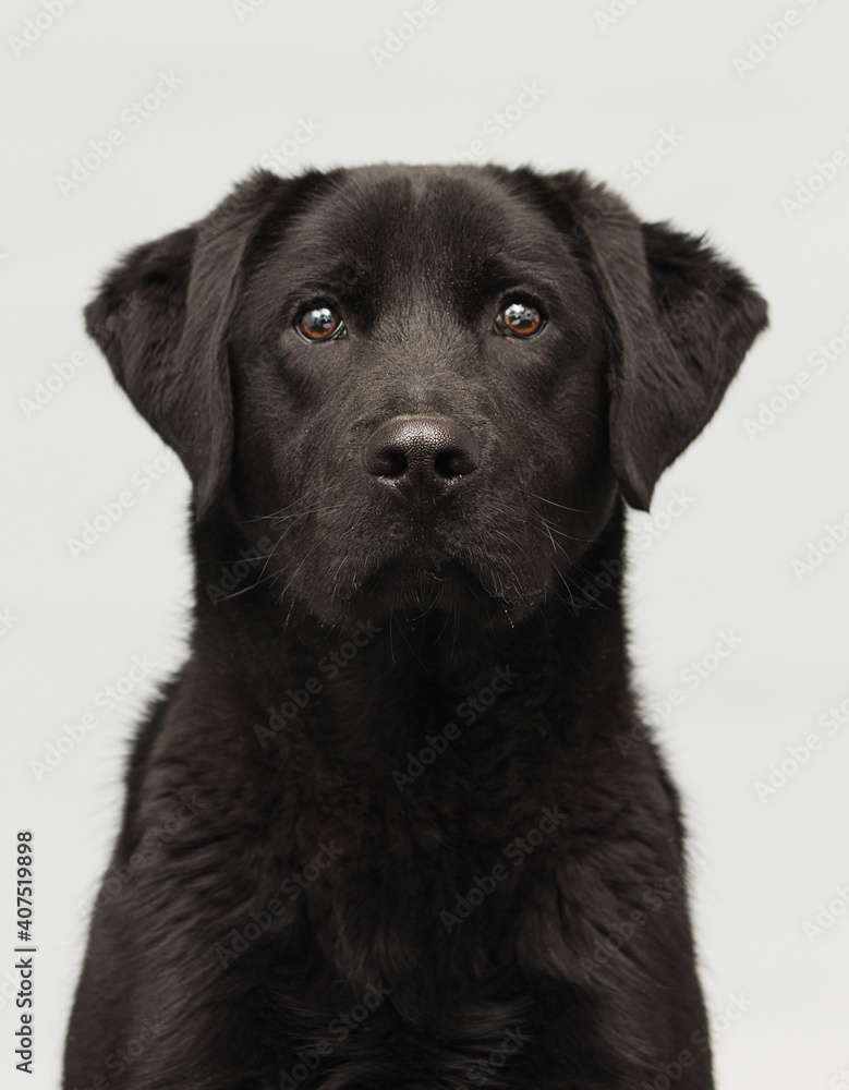 black labrador puppy on a gray background black labrador puppy on a gray background