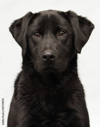 black labrador puppy looking on a gray background