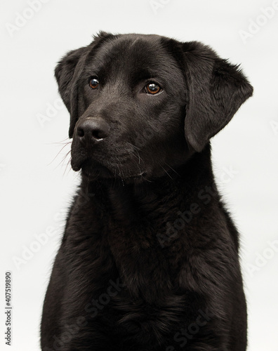 black labrador puppy on a gray background age six months