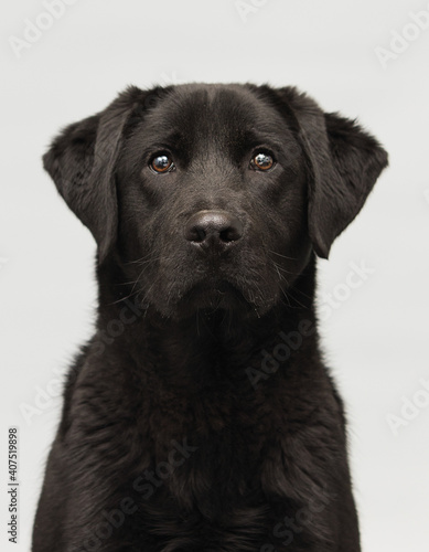 black labrador puppy on a gray background