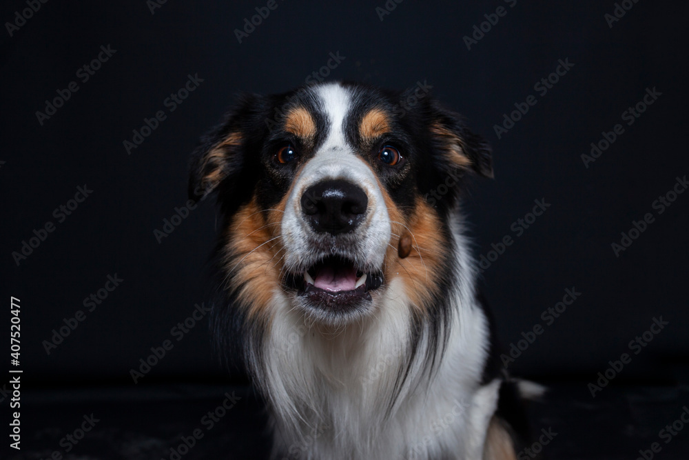 Border Collie im Foto studio schnappt nach essen. Hund macht witziges gesicht während er Treats fängt.