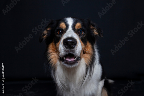 Border Collie im Foto studio schnappt nach essen. Hund macht witziges gesicht während er Treats fängt. © lichtflut_photo