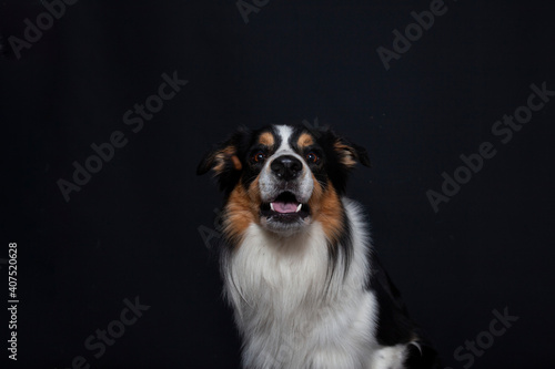 Border Collie im Foto studio schnappt nach essen. Hund macht witziges gesicht während er Treats fängt. © lichtflut_photo