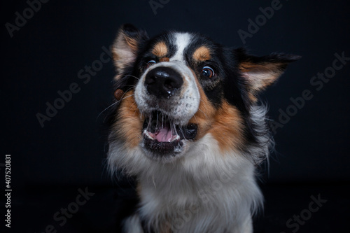 Border Collie im Foto studio schnappt nach essen. Hund macht witziges gesicht während er Treats fängt.