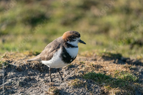 The two-banded plover (Charadrius falklandicus) photo