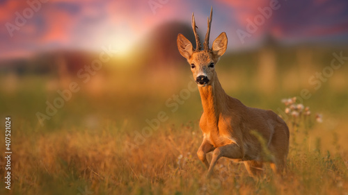 Roe deer, capreolus capreolus, buck running closer on a meadow in summer at sunset. Animal wildlife approaching from front view with copy space. Wild mammal sprinting illuminated by evening sun. © WildMedia