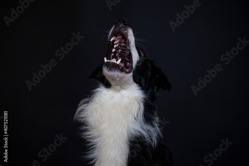 Fototapeta Naklejka Na Ścianę i Meble -  Border Collie im Foto studio schnappt nach essen. Hund macht witziges gesicht während er Treats fängt.