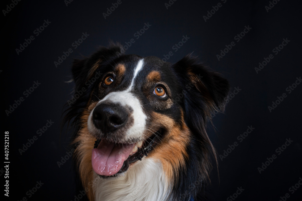 Border Collie im Foto studio schnappt nach essen. Hund macht witziges gesicht während er Treats fängt.