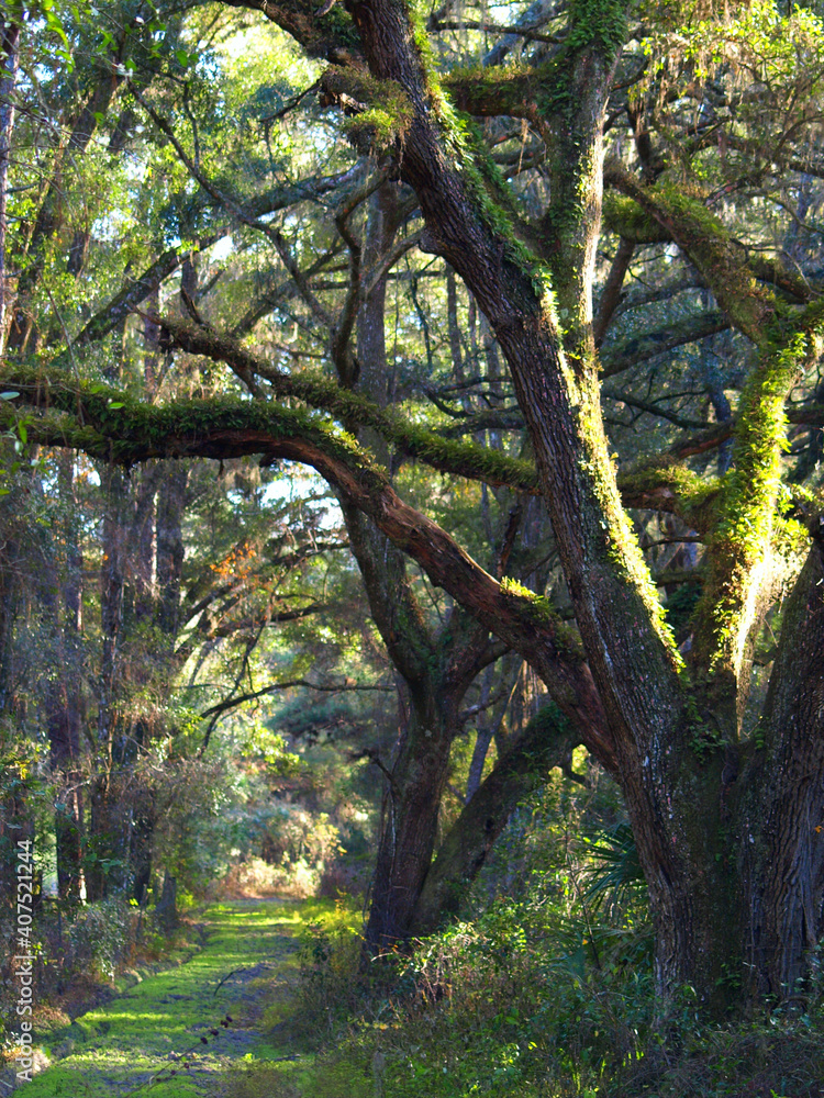 Fototapeta premium Tunnel of Trees