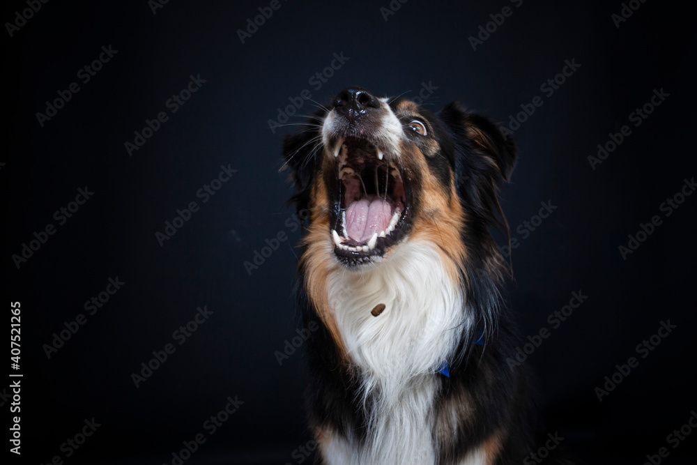 Border Collie im Foto studio schnappt nach essen. Hund macht witziges gesicht während er Treats fängt. Border Collie im Foto studio schnappt nach essen. Hund macht witziges gesicht während er Treats fängt.