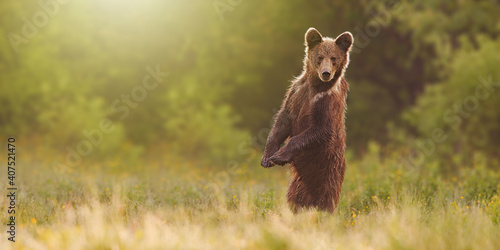 Surprised brown bear, ursus arctos, standing on rear legs in upright position on meadow with copy space. Curious mammal backlit by rising sun in the morning. Animal wildlife looking into camera.