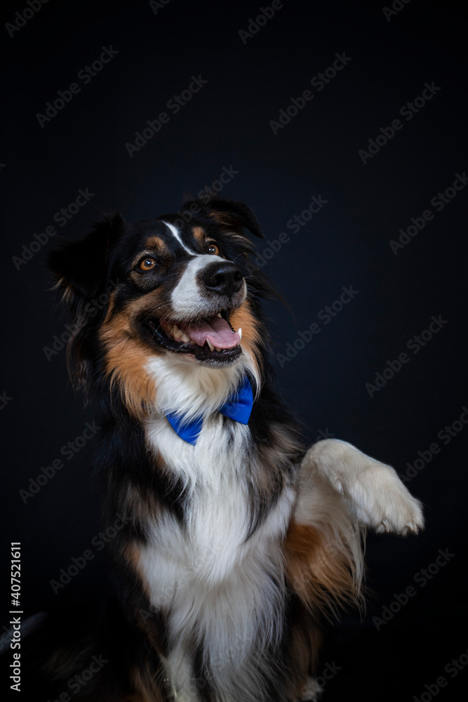Border Collie im Fotostudio macht Kunststücke. Hund gibt pfote und trägt eine Schleife Border Collie im Fotostudio macht Kunststücke. Hund gibt pfote und trägt eine Schleife