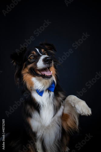 Border Collie im Fotostudio macht Kunststücke. Hund gibt pfote und trägt eine Schleife © lichtflut_photo