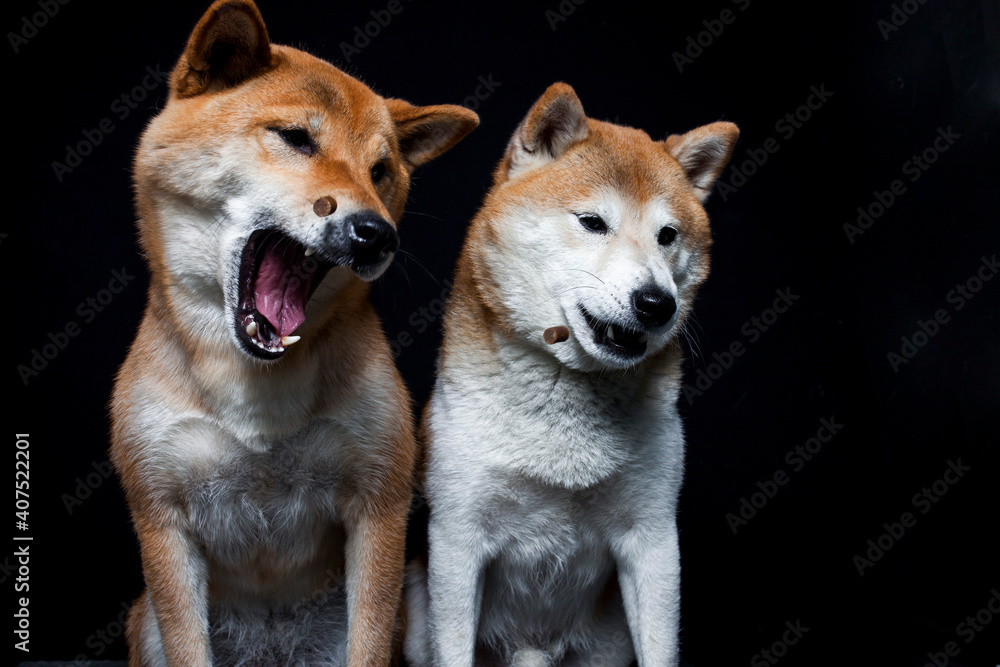 Two shiba inus trying to catch a treat in the studio. More dogs make a funny face while catching food Two shiba inus trying to catch a treat in the studio. More dogs make a funny face while catching food