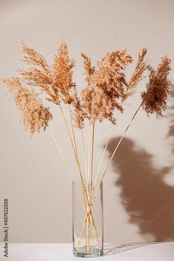 Dry reeds in glass transparent vase on white table with shadow on light beige wall. Modern interior design concept. Minimal style.