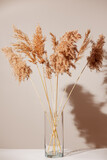 Dry reeds in glass transparent vase on white table with shadow on light beige wall. Modern interior design concept. Minimal style.