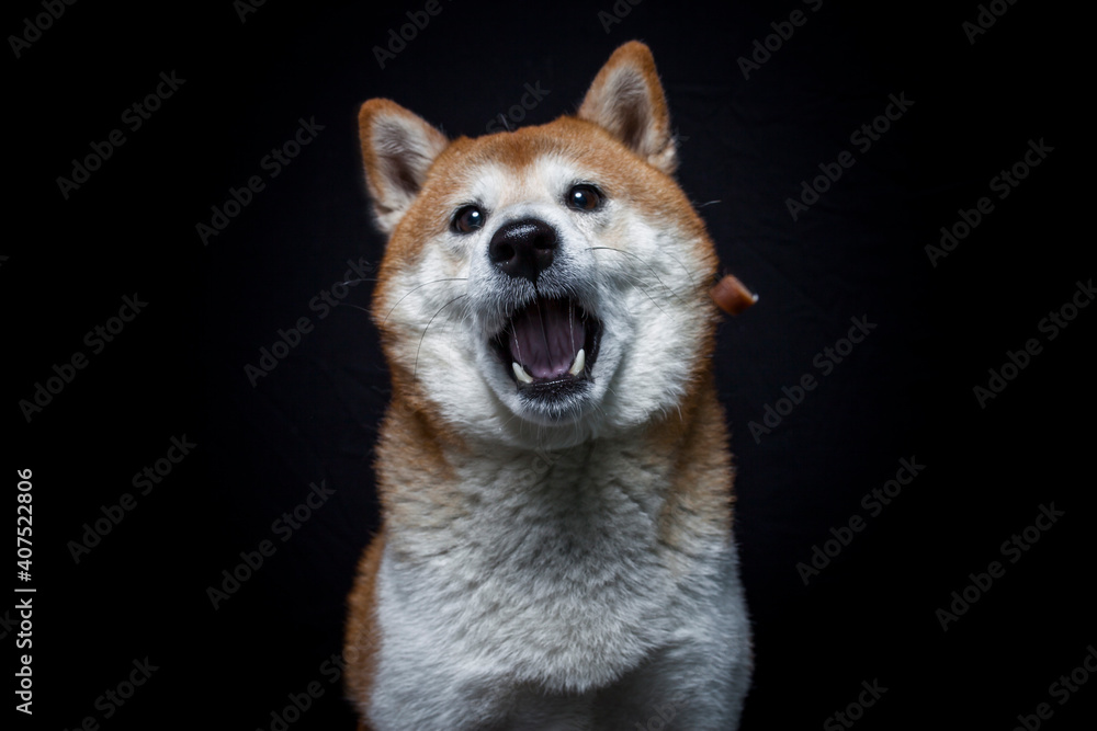Shiba Inu im Studio mit schwarzen Hintergrund. Hund fängt Leckerli. Shiba Inu im Studio mit schwarzen Hintergrund. Hund fängt Leckerli.