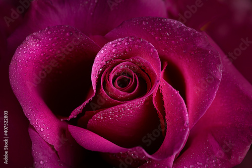 Hot pink macro shot od a rose 