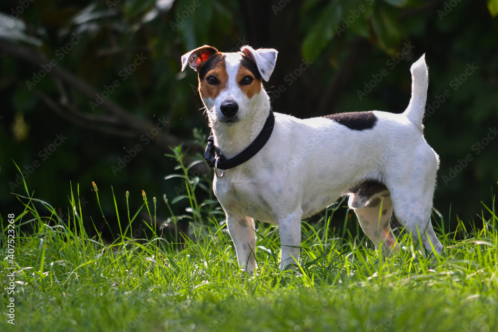 cut jack russell terrier dog standing outdoors in a green garden