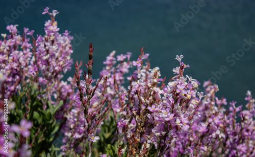 Purple floral background. Bushes with small purple flowers with flowers out of focus in the background and with an indigo background. Spring concept.