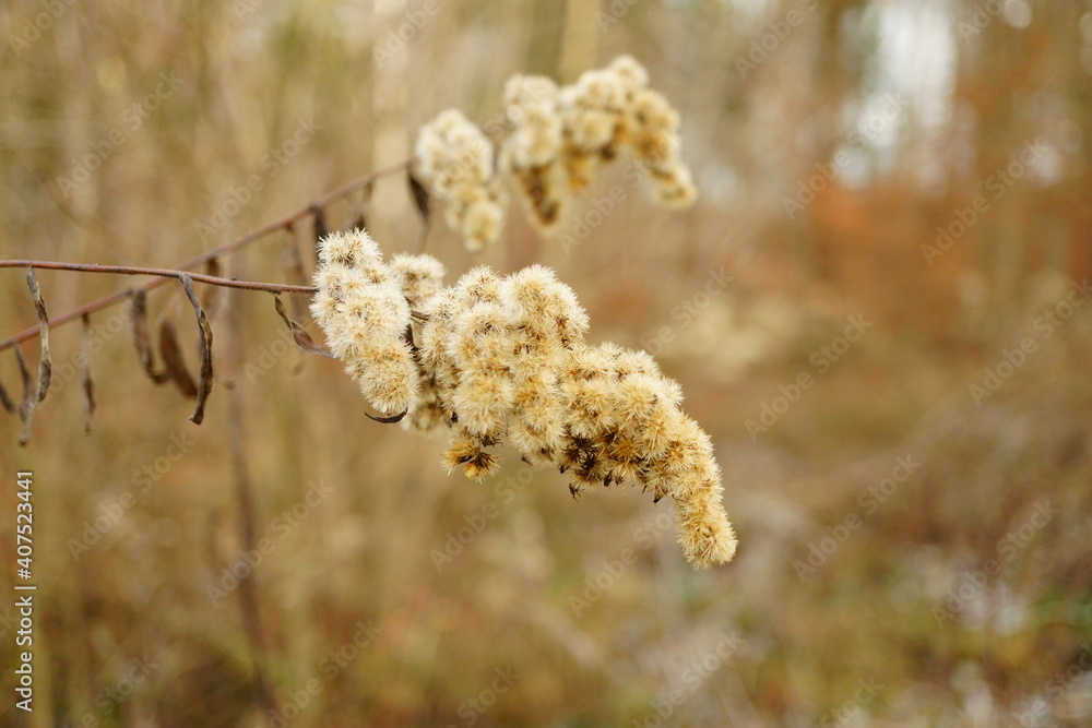 Macro photography of withered wild flower with frost in winter forest Macro photography of withered wild flower with frost in winter forest