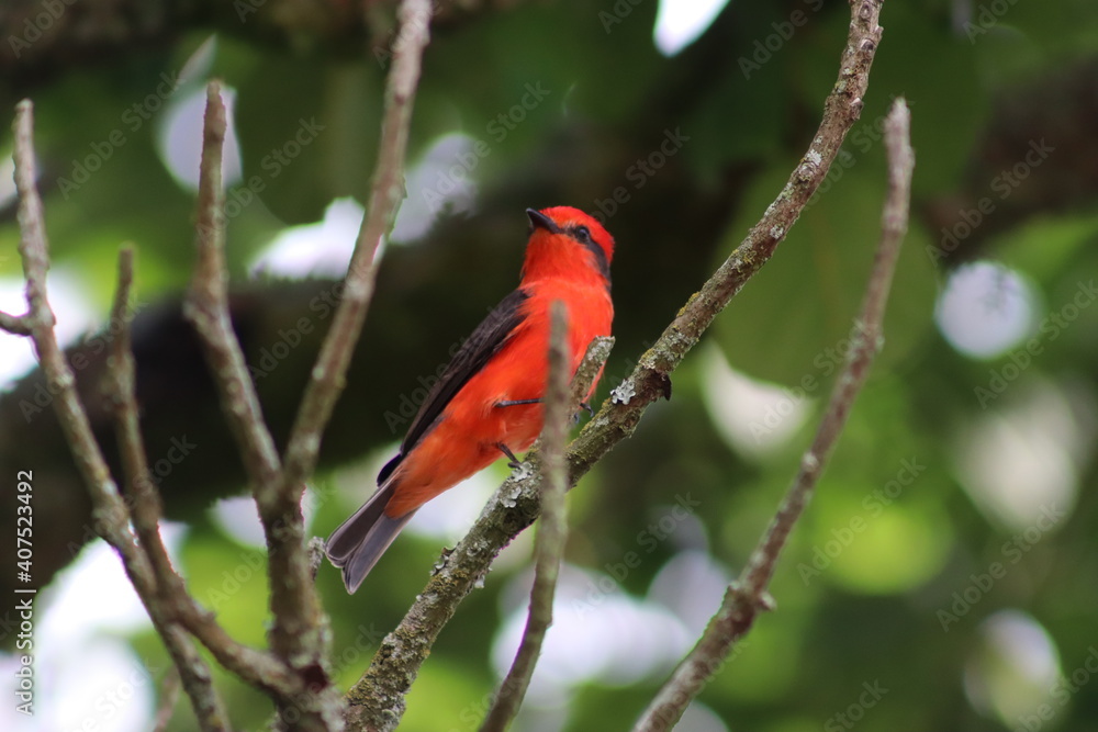 Pájaro petirrojo Pájaro petirrojo