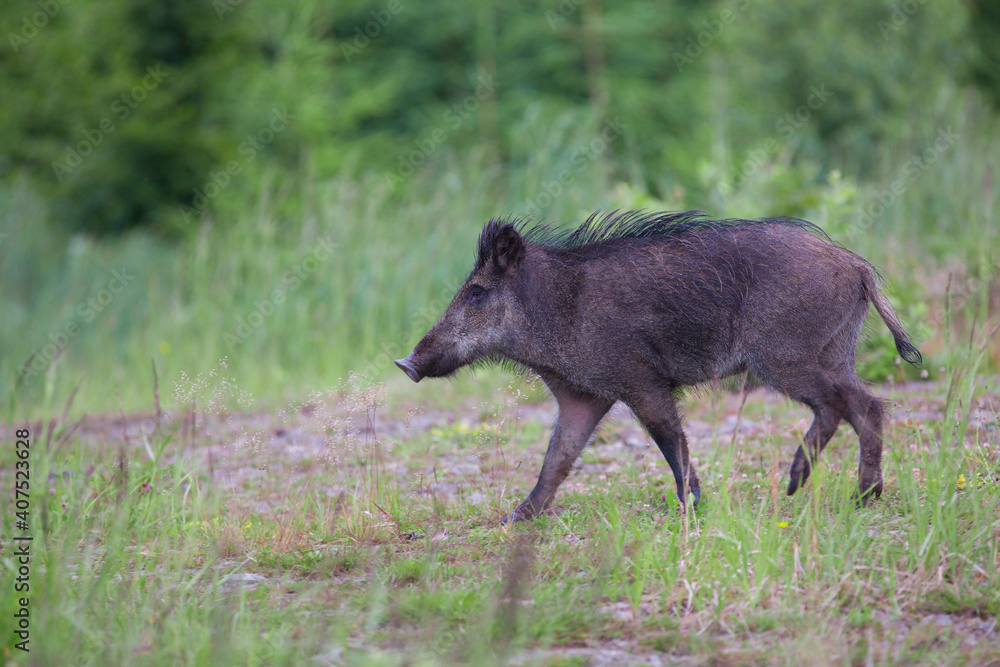 The wild boar (Sus scrofa - wild swine - Eurasian wild pig - wild pig) The wild boar (Sus scrofa - wild swine - Eurasian wild pig - wild pig)