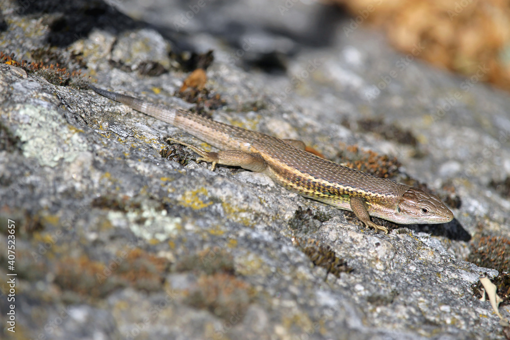 A adult specimen of Large psammodromus (Psammodromus algirus) or Algerian sand racer, a species of lizard in the family Lacertidae endemic to western Europe and northwestern Africa. A adult specimen of Large psammodromus (Psammodromus algirus) or Algerian sand racer, a species of lizard in the family Lacertidae endemic to western Europe and northwestern Africa.