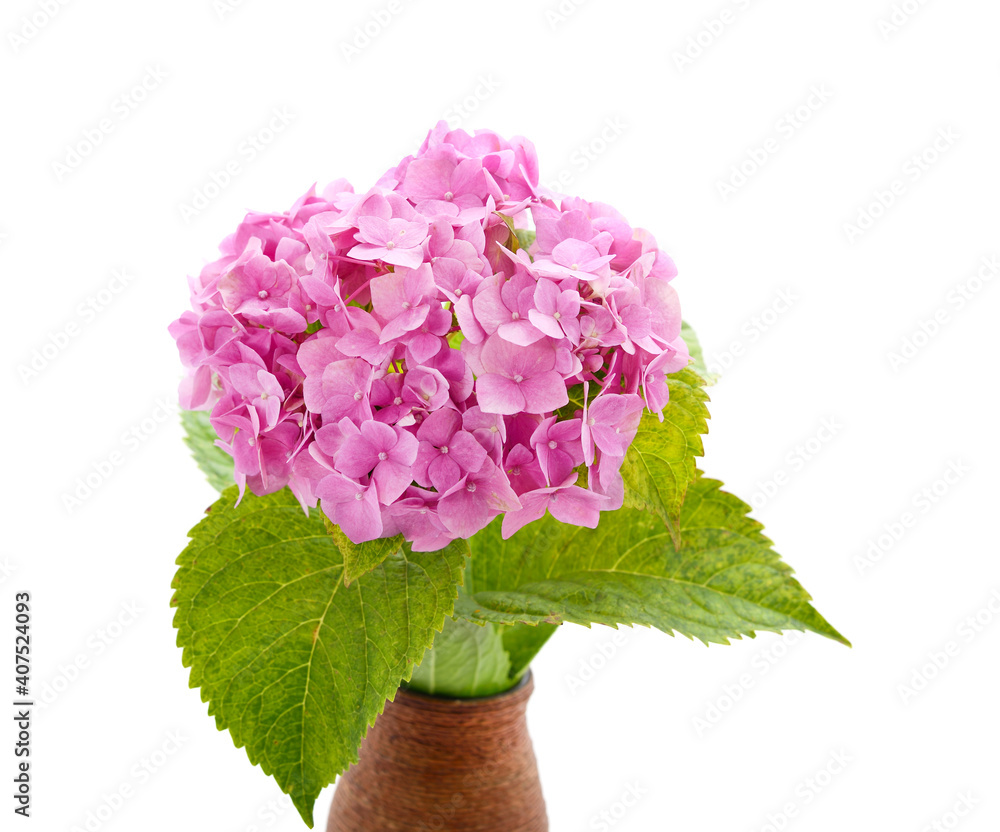 Obraz premium Purple hydrangea in weight.