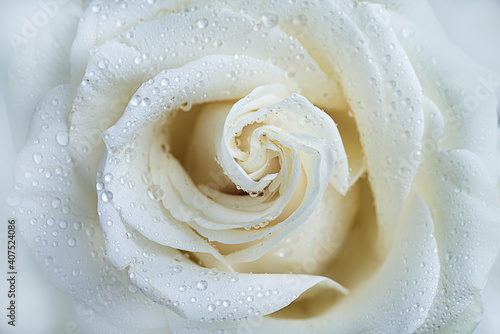 Micro closeup shot of white rose 