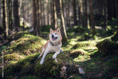 Shiba Inu in einem Wald. Hund auf moosbedeckten Boden.