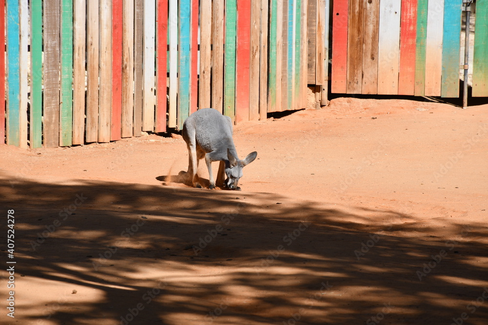 Fototapeta premium Animals at the zoo 