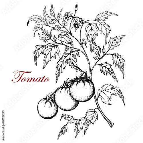 Tomato stalk with leaves and fruits. Tomatoes on a branch. Black and white sketch. Hand drawn illustration. Vector. Isolated on a white background