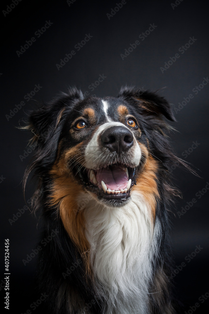 Australian Shepherd try to catch Treats in the studio. Border collie looks dangerous while catching treats with the flashlight in the studio. Dog make funny faces