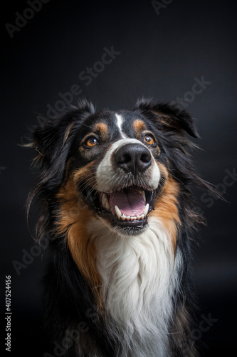 Australian Shepherd try to catch Treats in the studio. Border collie looks dangerous while catching treats with the flashlight in the studio. Dog make funny faces © lichtflut_photo