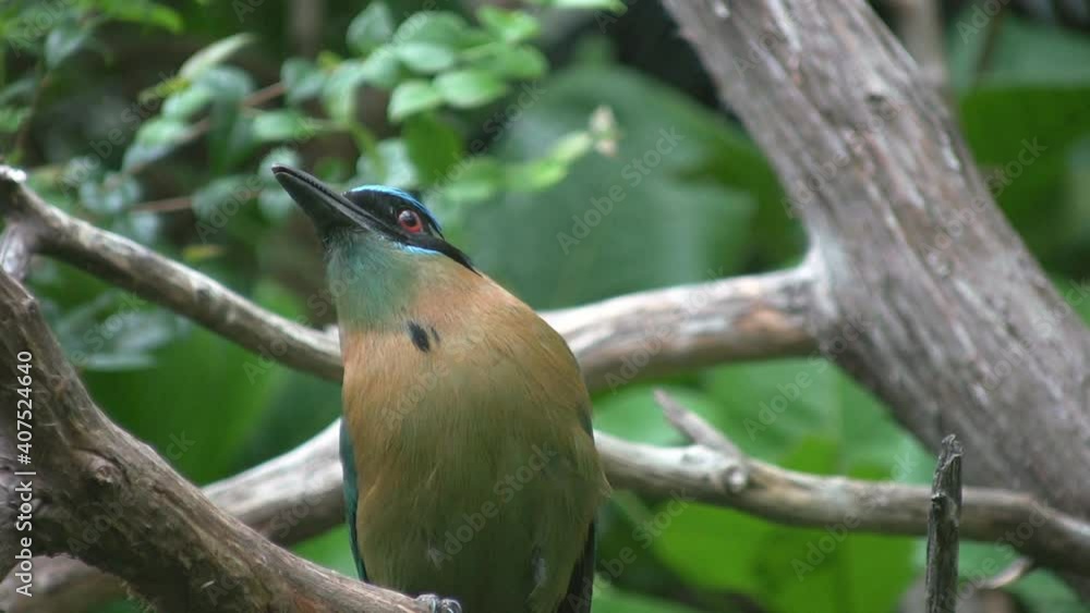Blue crowned mot mot. On branch.
A beautiful blue crowned mot mot on a branch.
Blue crowned mot mot. On branch.
A beautiful blue crowned mot mot on a branch.