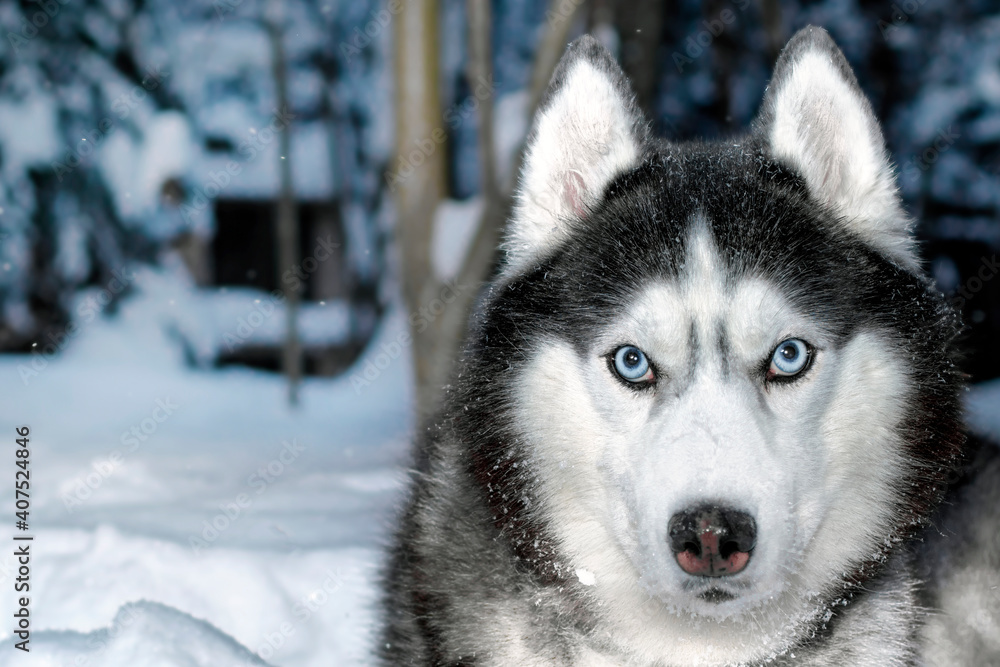 Black and white Siberian husky dog with blue eyes on walk in winter park.