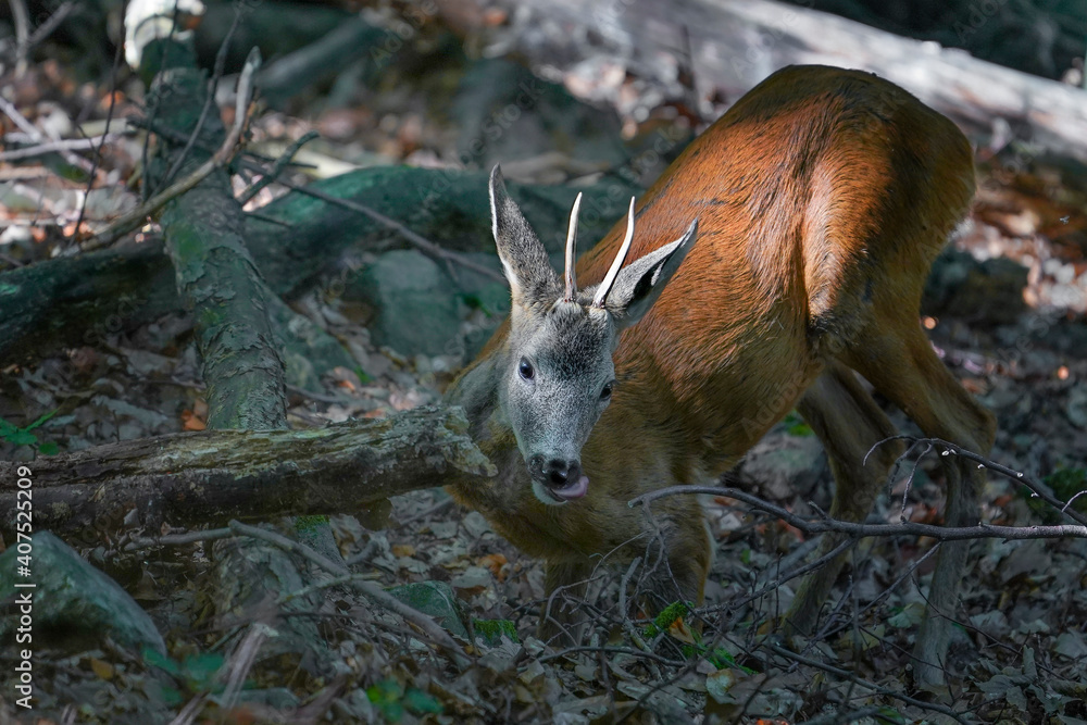 European roe deer (Capreolus capreolus) European roe deer (Capreolus capreolus)